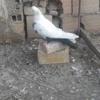 کبوتر دمبی|پرنده|مرند, |دیوار