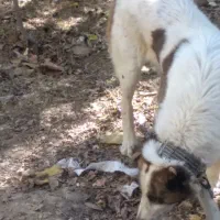 سگ گله قیمت 5ملیون بشرط گله یکساله|سگ|دلیجان, |دیوار