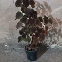 گله بزرگ و کوچک|گل و گیاه طبیعی|مسجد سلیمان, |دیوار