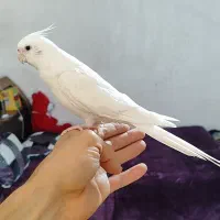 طوطی ، عروس هلندی