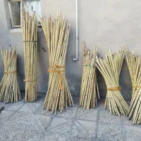 نی برای چیت