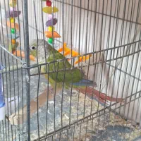 گرینجیک|پرنده|قم, باغ اشرافی|دیوار