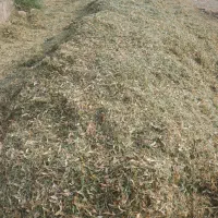 کاه لوبیا