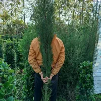 گل گیاه|عمده‌فروشی|رودسر, |دیوار