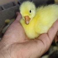 قوغاز اصیل لیندا و...