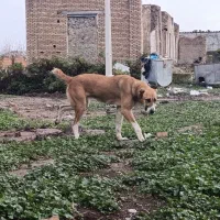 ماده سگ افغان|سگ|سرخنکلاته, |دیوار