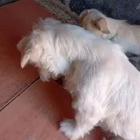 سگ شیتیزو نر