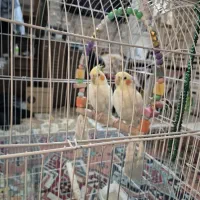 عروس هلندی