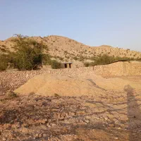 کاه سفید گندم