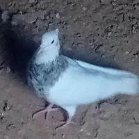 کبوتر|پرنده|امیدیه, |دیوار