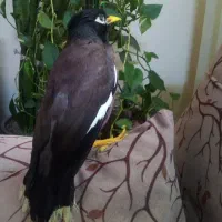 جوجه مینا|پرنده|پرند, فاز ۶|دیوار