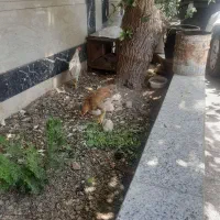 مرغ و خروس