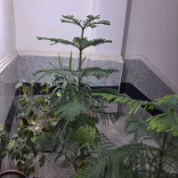 فروش فوری چند عدد گل نصف قیمت بازار|گل و گیاه طبیعی|کهنوج, |دیوار