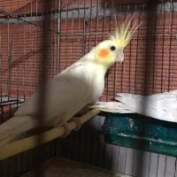 عروس هلندی