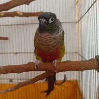 گرینچیک فوق العاده دستی