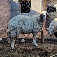 میش‌سنجابی‌جوان|حیوانات مزرعه|کرمانشاه, |دیوار