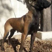 سگ مالینیوز