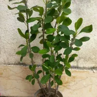 گل پدیلانتوس|گل و گیاه طبیعی|رشت, پارک شهر|دیوار