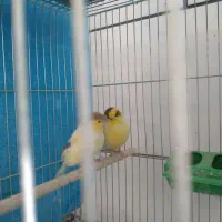 قناری گلستر|پرنده|اصفهان, فرح آباد|دیوار