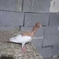 جوجه دورگ ویهودی