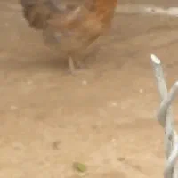 مرغ
