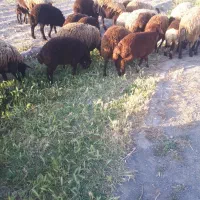 میش|حیوانات مزرعه|نیشابور, ریوند|دیوار