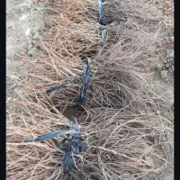 نهال انگور ریشه لخت ترکمن ۴