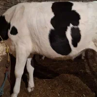 گوساله ماده|حیوانات مزرعه|ثمرین, |دیوار