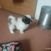 شیتزو سوپر فلت