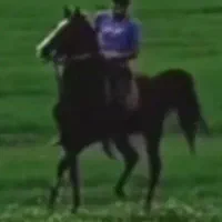 اسب کرد کره سهیل حیدر|اسب و تجهیزات اسبسواری|کرمانشاه, |دیوار