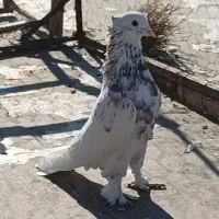 جفت کبوتر دیکوری