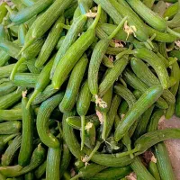 خیار سبز چین اول