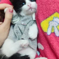 واگذاری گربه خانگی سه ماهه