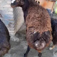 قوچ اصیل|حیوانات مزرعه|هریس, |دیوار