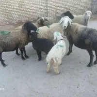 میش داشتی|حیوانات مزرعه|خانمیرزا, |دیوار