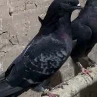 این کفتر کم شده|پرنده|قم, آزادگان|دیوار