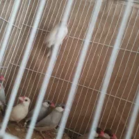 نرگسی جفت سیلور .جفت شکلاتی جفت ایزابلا|پرنده|تربت جام, میرقوام الدین|دیوار