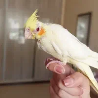 جوجه عروس هلندی نرمه خور|پرنده|شیراز, شهرک والفجر|دیوار