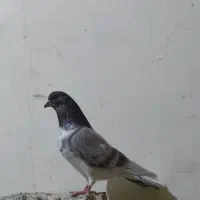 کفتر پیس گرگی