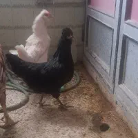 مرغ آرکانا (تخم آبی)