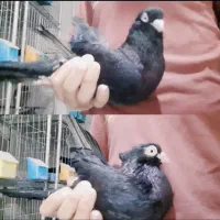 زاغ آبادانی سیاه