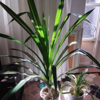 گل طبیعی پاندانوس