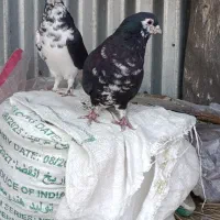 نرما ده شیرازی|پرنده|کرمان, |دیوار