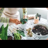 تعویض گلدان و خاک گل و گیاه و نهال و درخت|خدمات باغبانی و درختکاری|فلاورجان, |دیوار