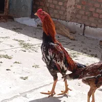 خروس لاری قیمت ۲۵۰۰.با مرغ کشاورزی هم معاوضه دارم