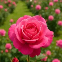 ورق ایرانیت رنگی