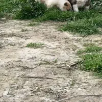 فروش توله الابای و چند عدد الابای درشت نر ماده