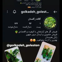 فروش گل آپارتمانی با کیفیت و اقتصادی