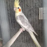 عروس هلندی لوتینو.مرواریدی همراه تخم وجوجه. قناری