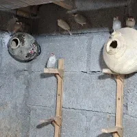 فنج مصری لامرد